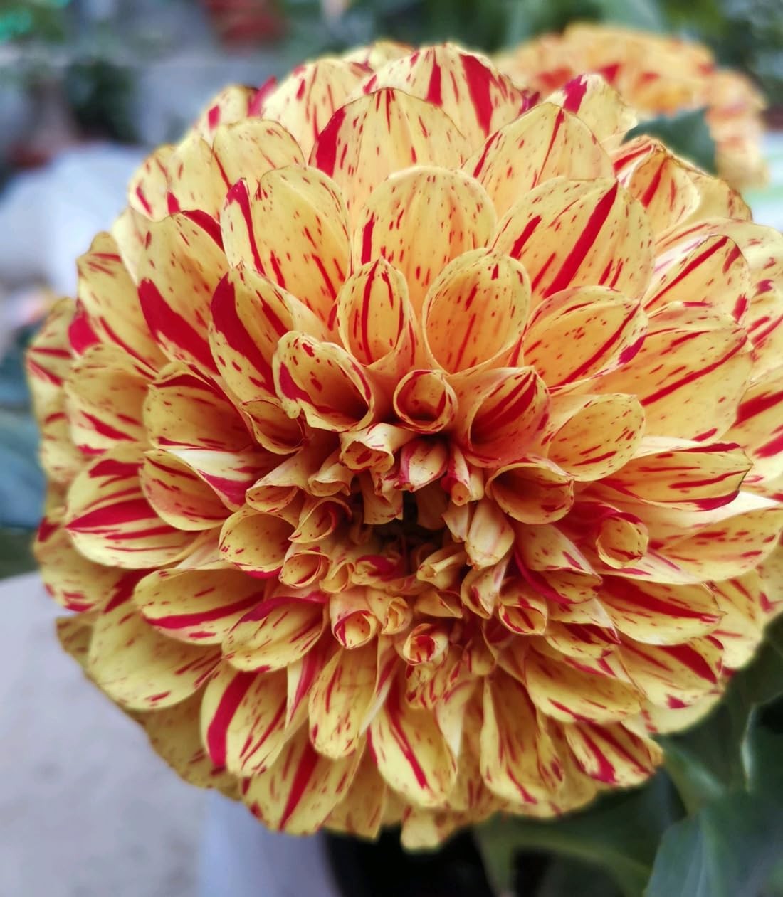 Rare Mix Dahlia Pompon Flower Seeds Colorful Variabilis Beautiful Annual Outd…