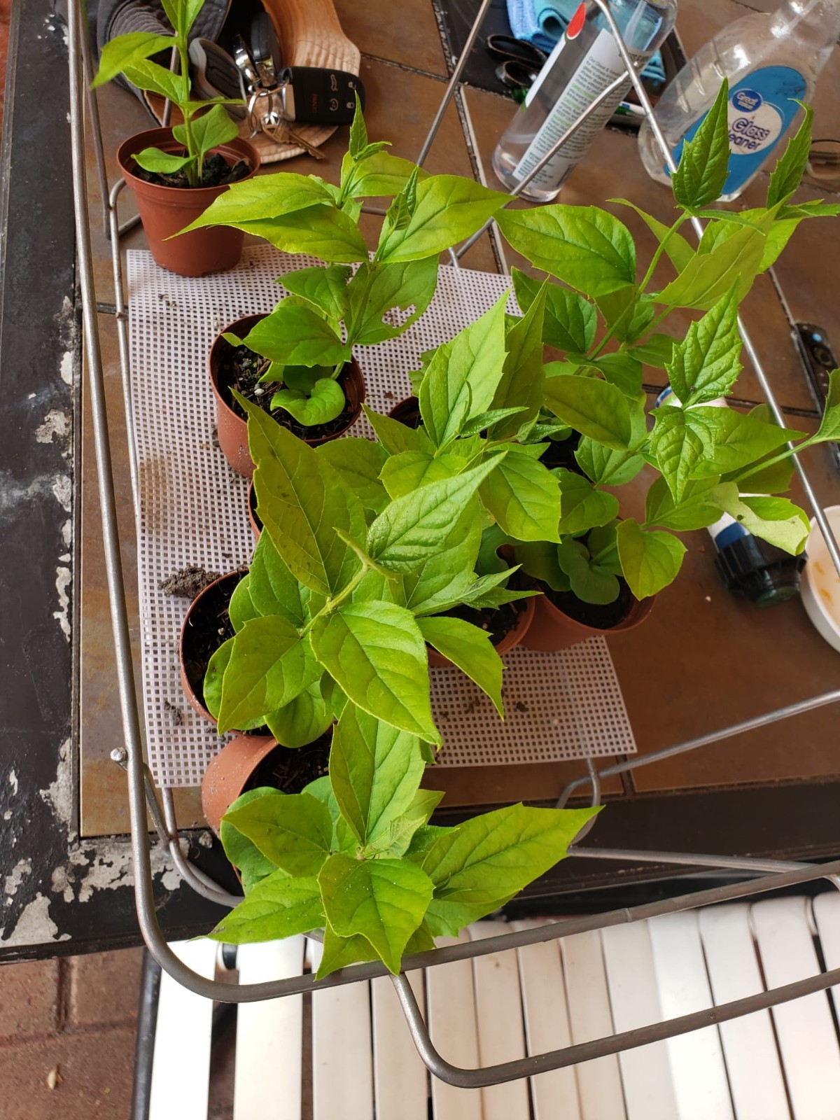 Parijat Harshinger Night Jasmine Live plant Healthy Roots-US seller-Free Shippin
