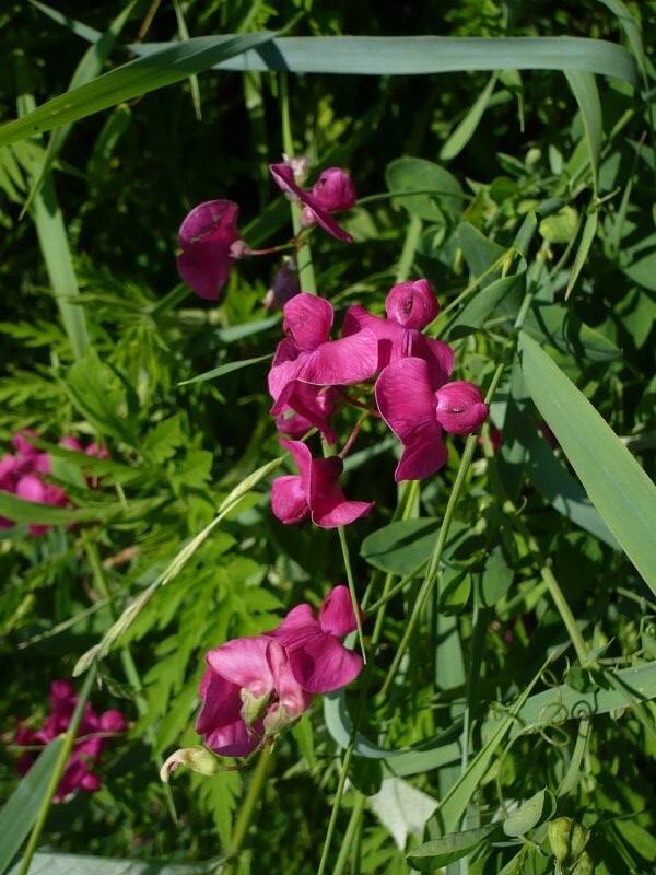 Tuberous Sweetpea Seed (Lathyrus tuberosus)