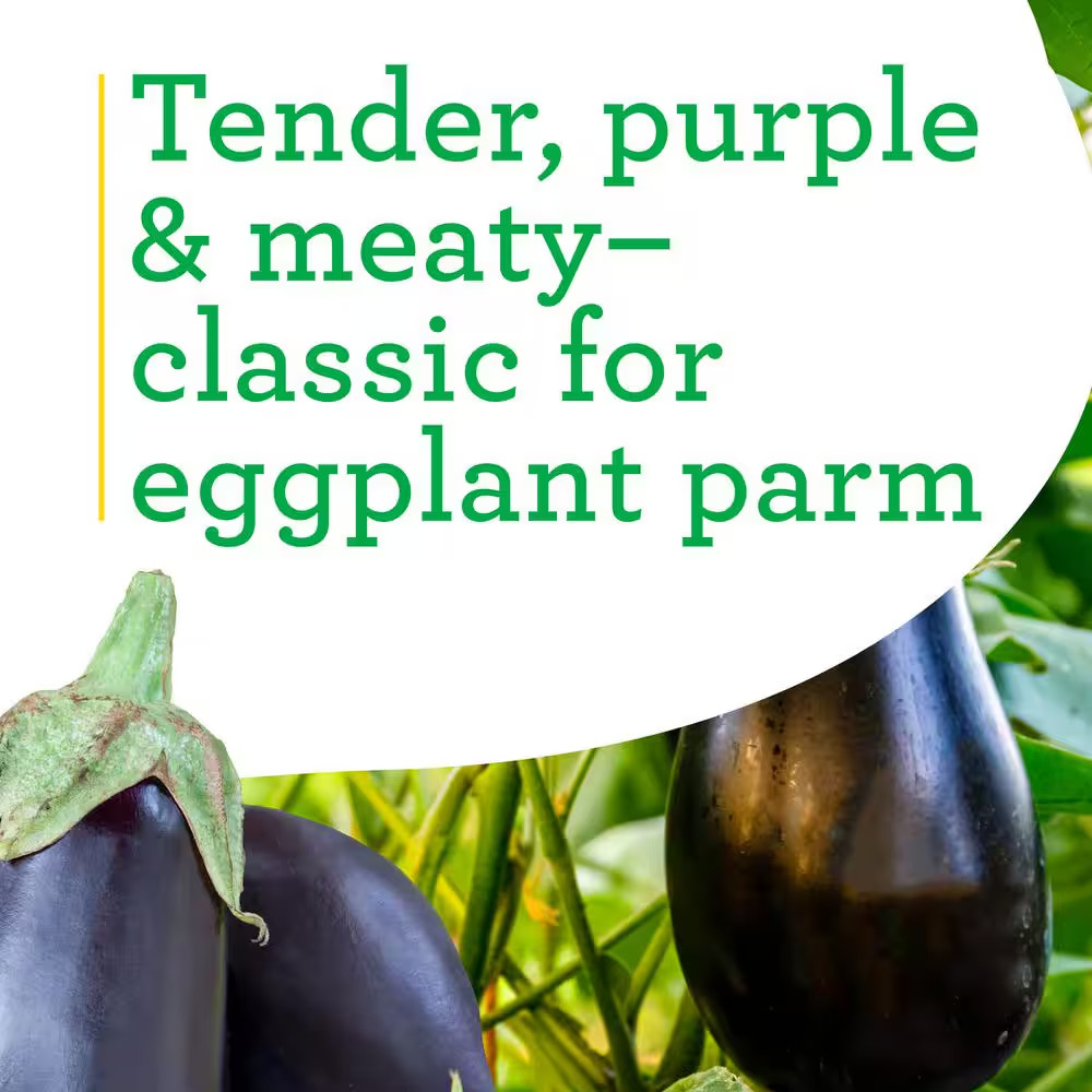 19 Oz. Black Beauty Eggplant Plant (2-Pack)