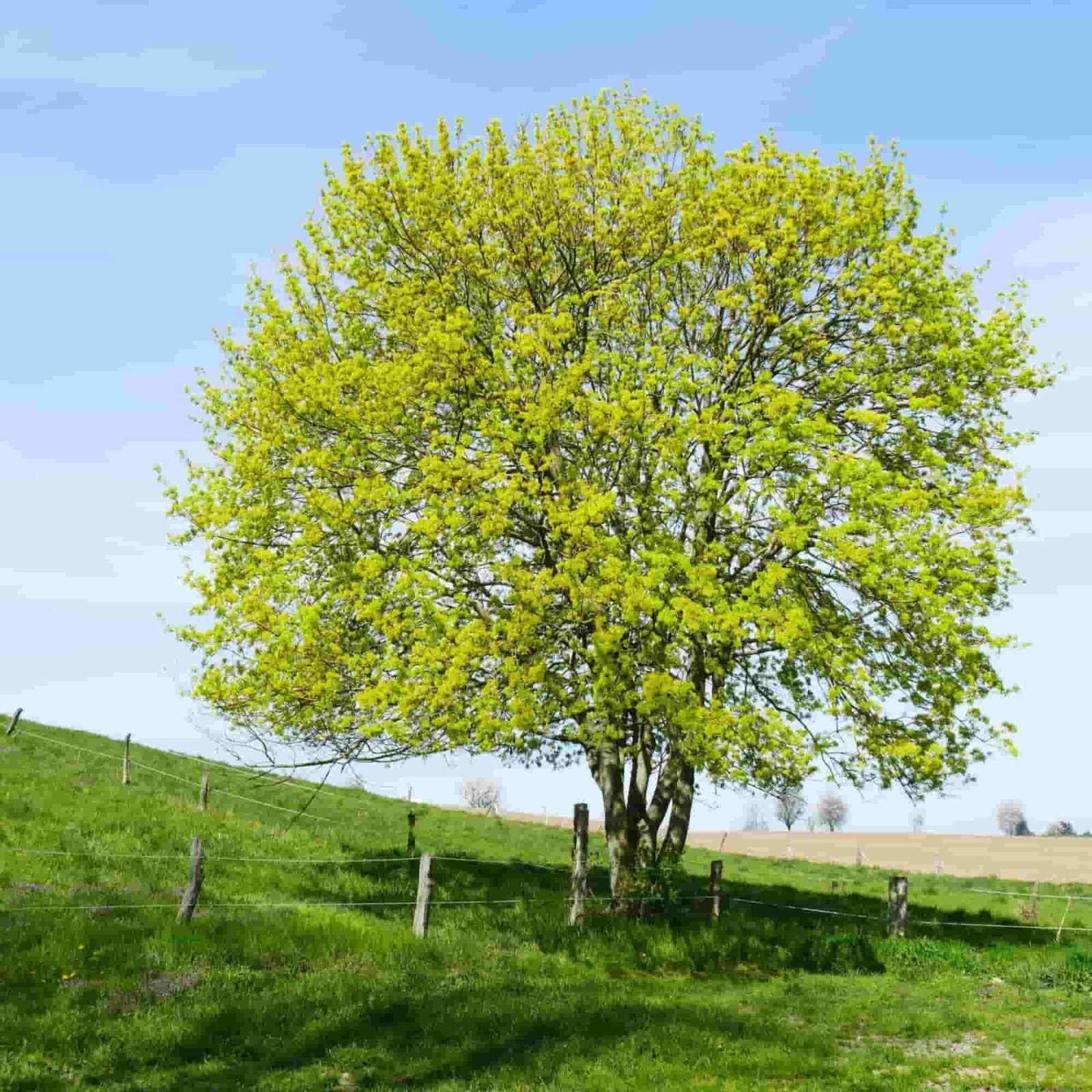 Field Maple Tree | Premium Seeds | Acer campestre ‘Fall’ | Plants’®