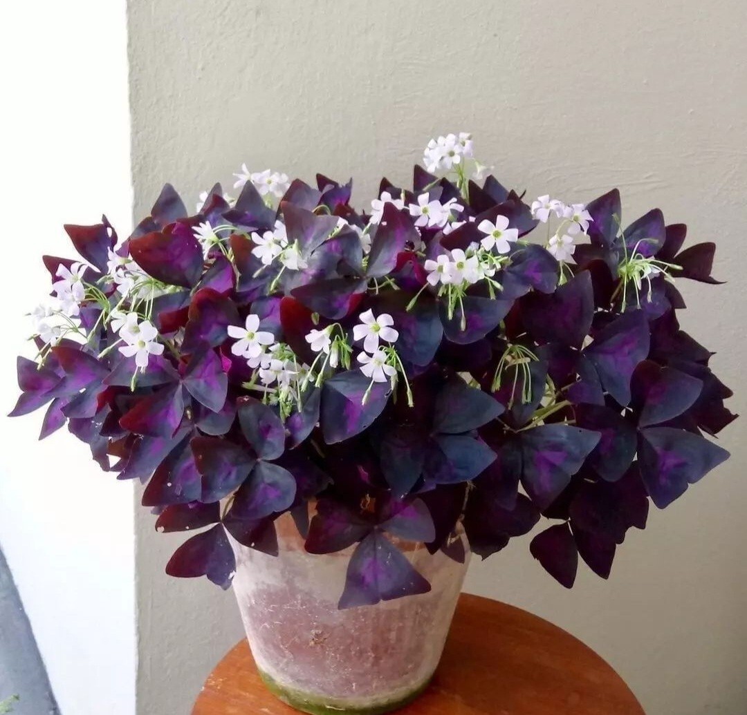 10 – Oxalis Tringularis, Purple Shamrock, Love Plant, Good Luck Plant – bulbs