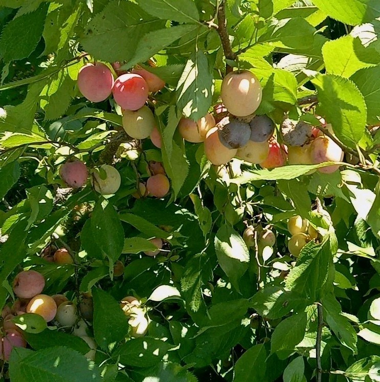 Live SMALL Plum Tree USA Garden 2-9 Zone