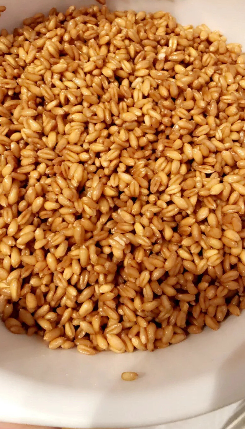 -2LBS-WHEATGRASS(SEED)HARD-RED-WINTER WHEAT NON-GMO VERY HIGH GERMINATION RATE!!