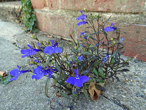 Lobelia erinus | Crystal Palace | Annual or Trailing Lobelia | 100 Tiny Seeds