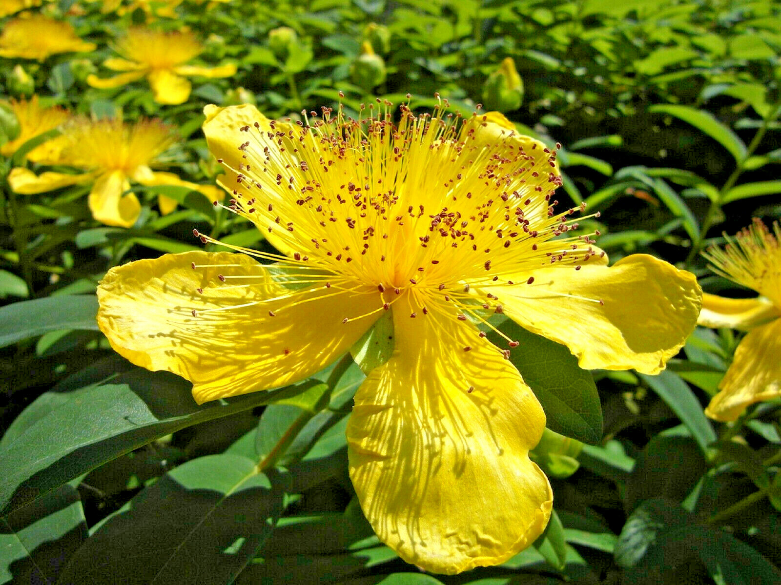 200+ Great St. Johns Wort Seeds Medicinal Herb, Flower