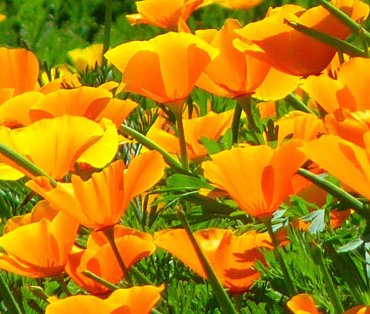 CALIFORNIA POPPY ORANGE Eschscholzia Californica – 50,000 Bulk Seeds