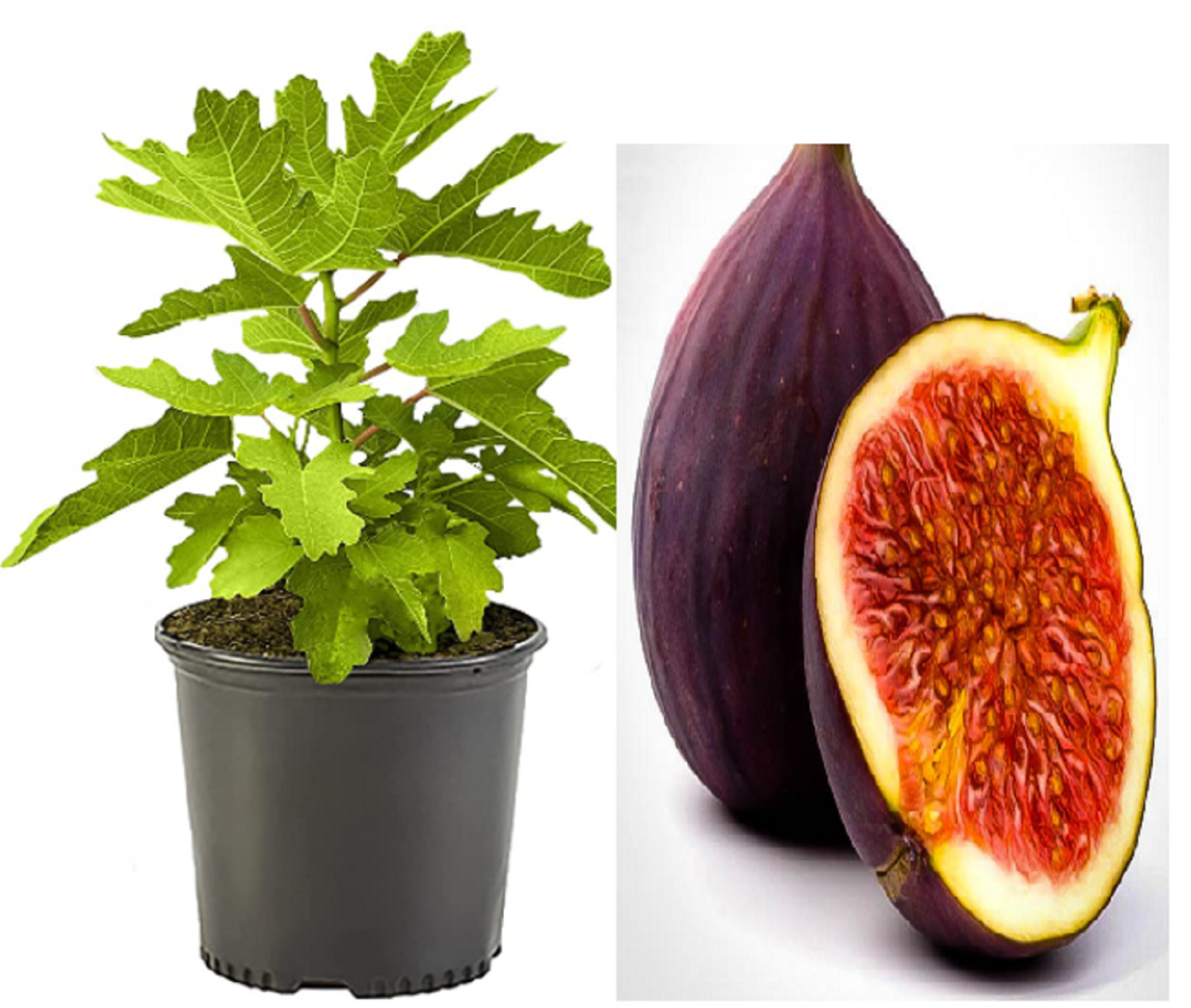 RARE BONSAI FIG Fruit TREE 15 + SEEDS -Combined Shipping discount- (USA seller)