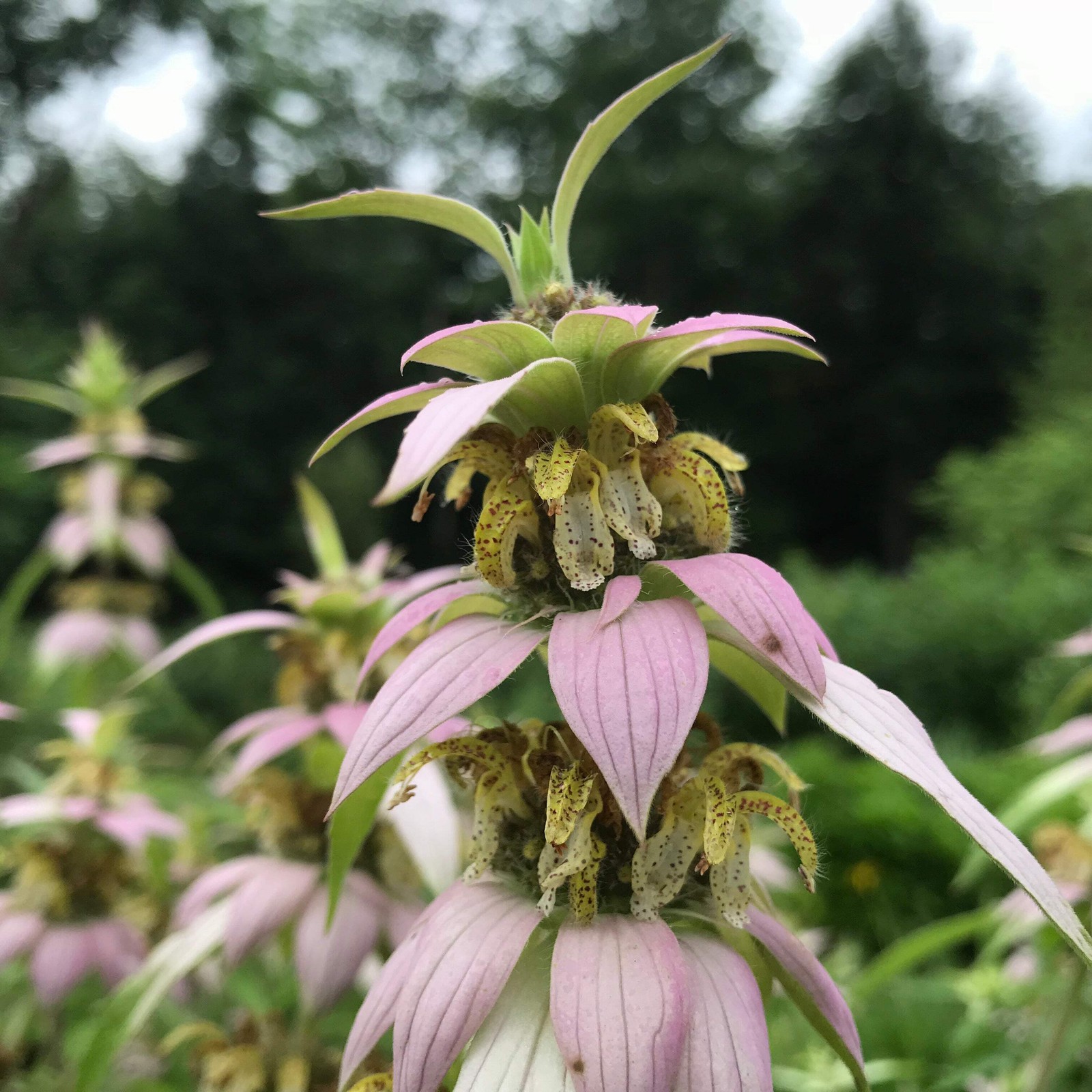 Spotted Bee Balm Seeds (Monarda punctata) ~Native Wildflower Pollinator Garden
