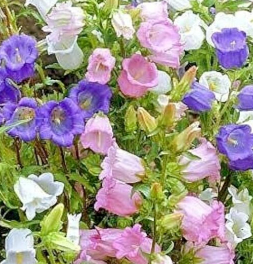 CANTERBURY BELLS FLOWER SEEDS 300+ CAMPANULA “CUP AND SAUCER MIX” Bell flowers