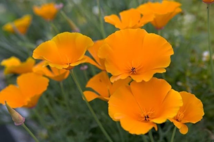 California Poppy – 100+ Seeds of Resplendent Orange for Spring and Summer Blooms