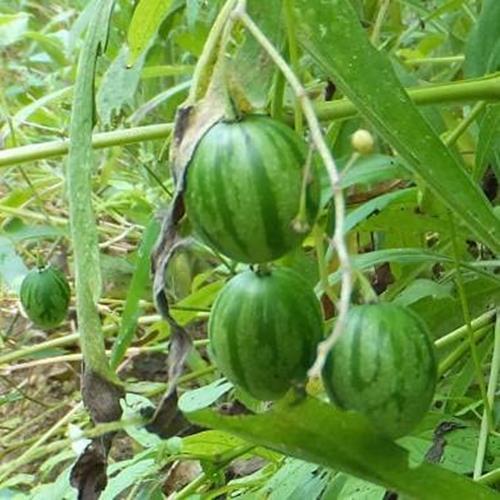 Tzimbalo Fruit Bush Seeds (10 Rare Seeds) – Solanum caripense