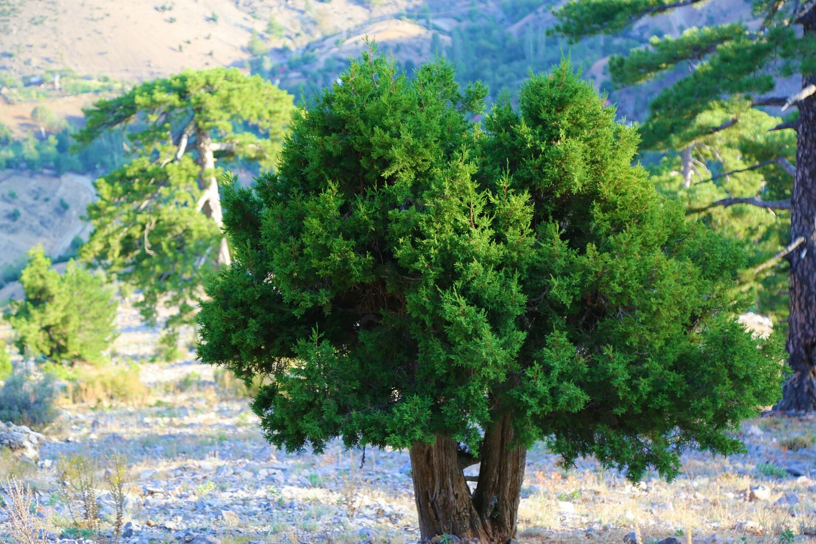 One Seed Juniper Sacred Tree {Juniperus monosperma} Medicinal 5+ seeds Evergreen