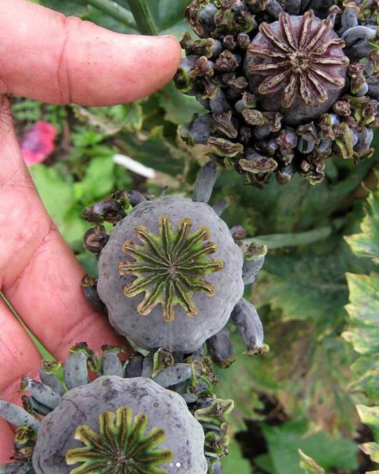 500+ COLD Stratified SOMNIFERUM mix FOR PLANTING | BUY 2 GET 1 FREE |