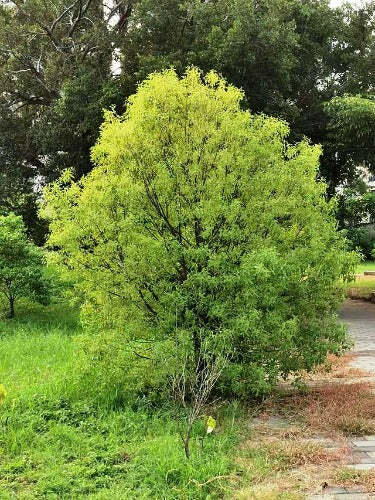 Santalum album | Chandana | Indian or White Sandalwood | 10 Seeds