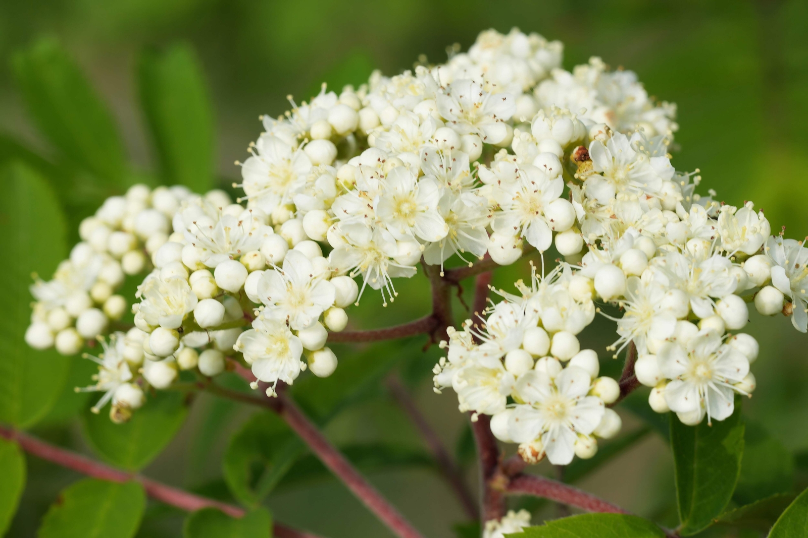 20 ASH TREE Mountain / Amur / Rowan – Sorbus Aucuparia Seeds