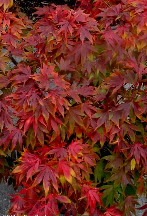 “Oregon Sunset” Maple Tree Seeds Acer Semi – Dwarf Hardy – Zone 5 Red Orange