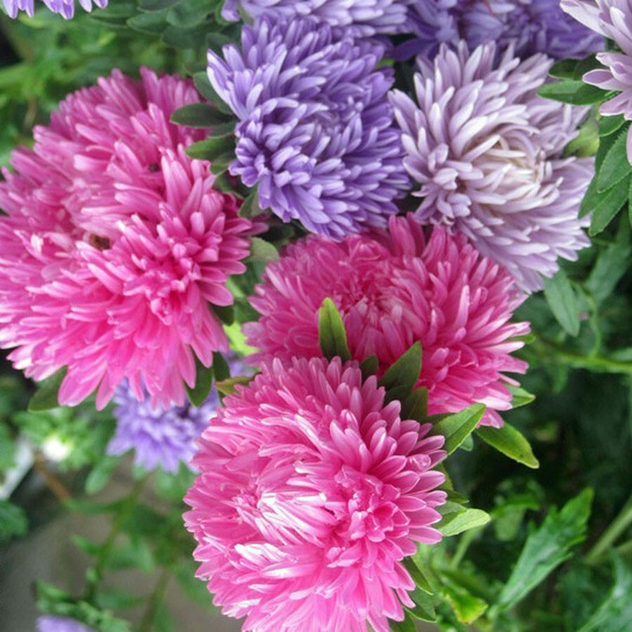 Giants Of California Aster Seeds | Non-GMO | Free Shipping | Seed Store | 1230