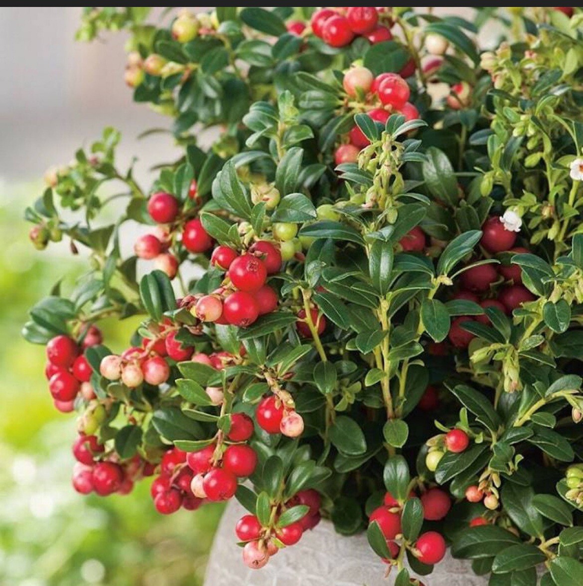 Linnea Lingonberry plant, well rooted plant 2-4 inches tall