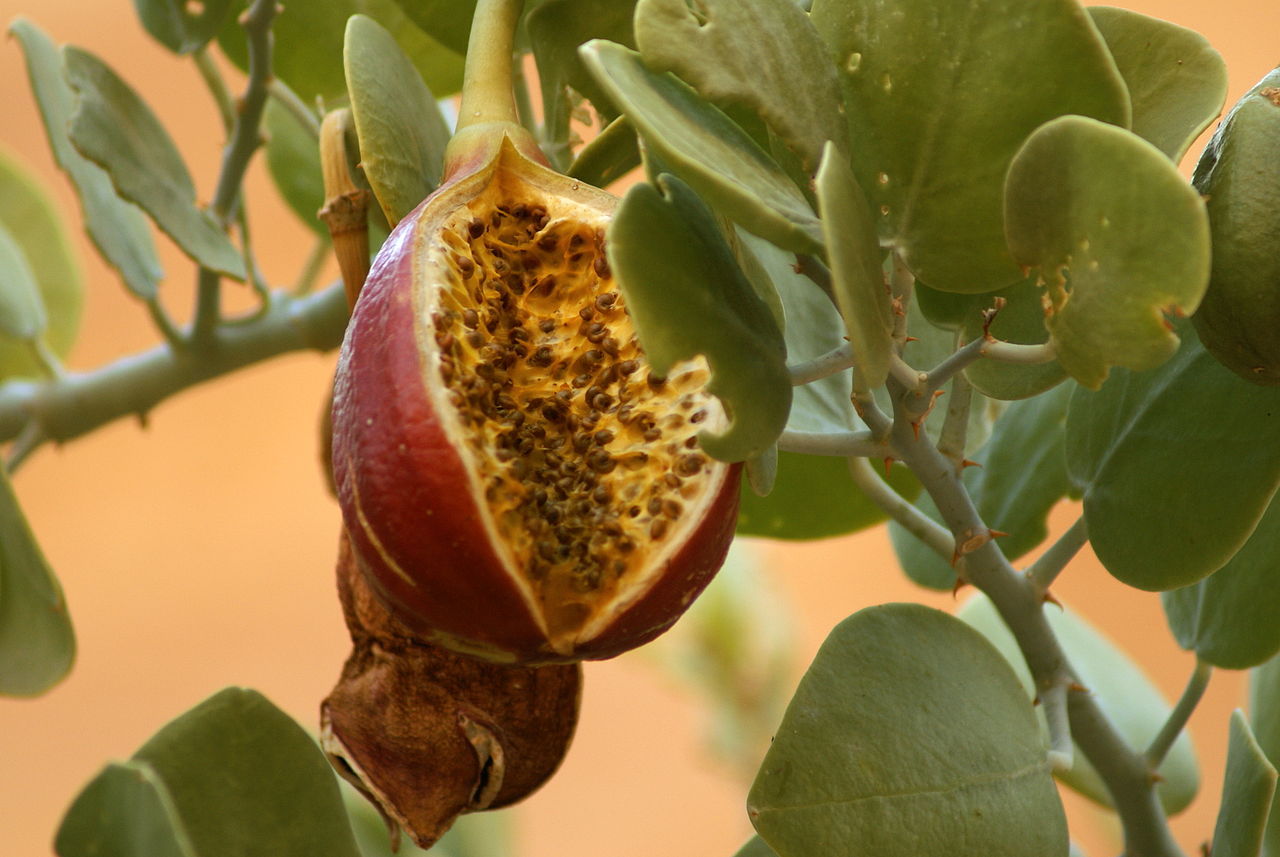 Caper Bush, Capparis spinosa, Seeds (Edible, Showy, Fragrant)