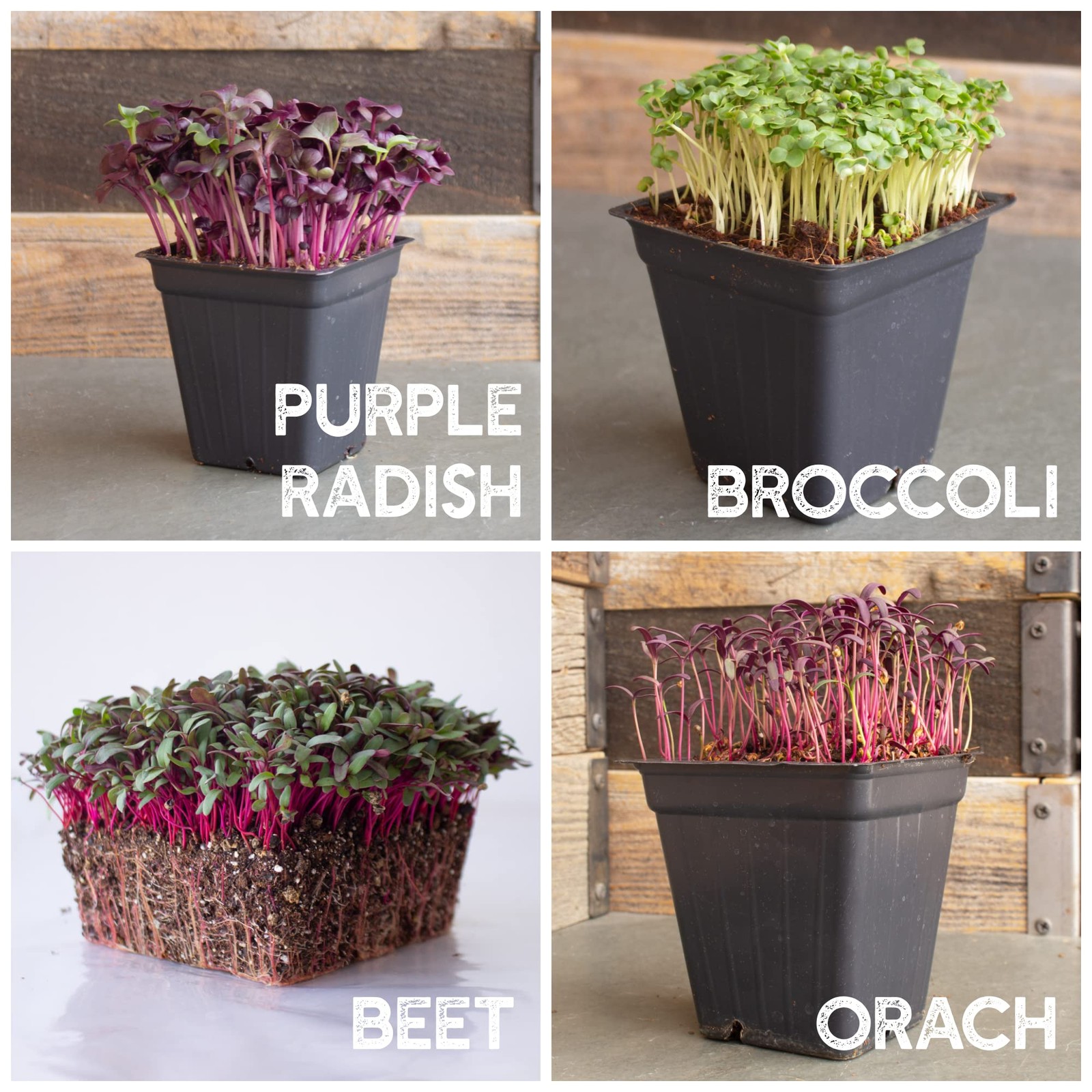 12 Variety Pack Microgreens Seeds Kit – Broccoli Seed for Sprouting Plus Purp…
