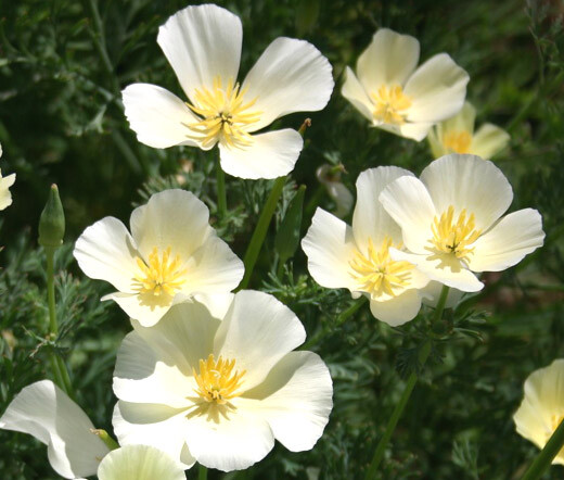 CALIFORNIA POPPY WHITE Eschscholzia Californica – 10,000 Bulk Seeds