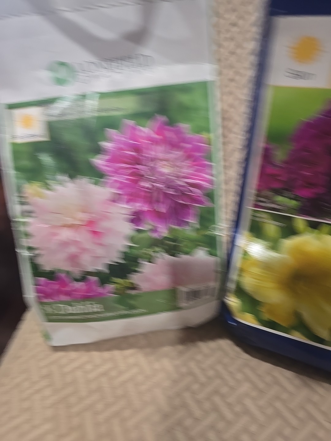 Dahlia Flower Bulbs Multicolor Perennial Outdoor Summer Full Sun Clumping