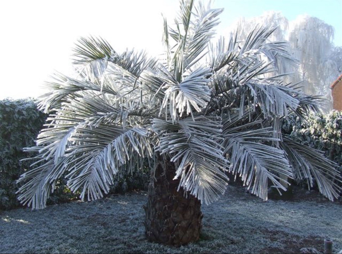 Extreme Cold Hardy 5F – Jubaea Chilensis – Chilean Wine Palm Tree – Fresh Seeds
