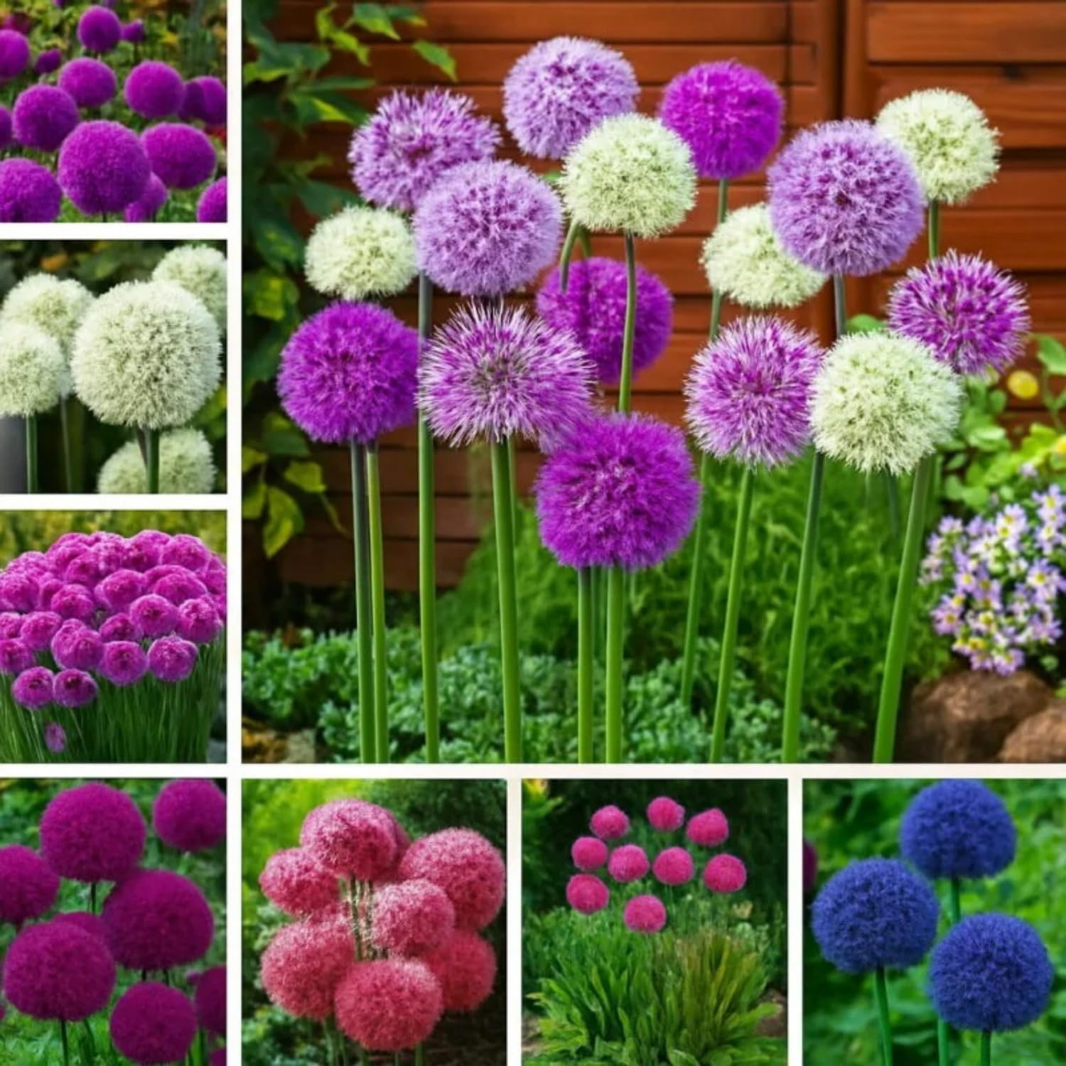 Allium Giganteum Seeds for Planting – 300+ Ornamental Onion Rabbit & Deer Resist