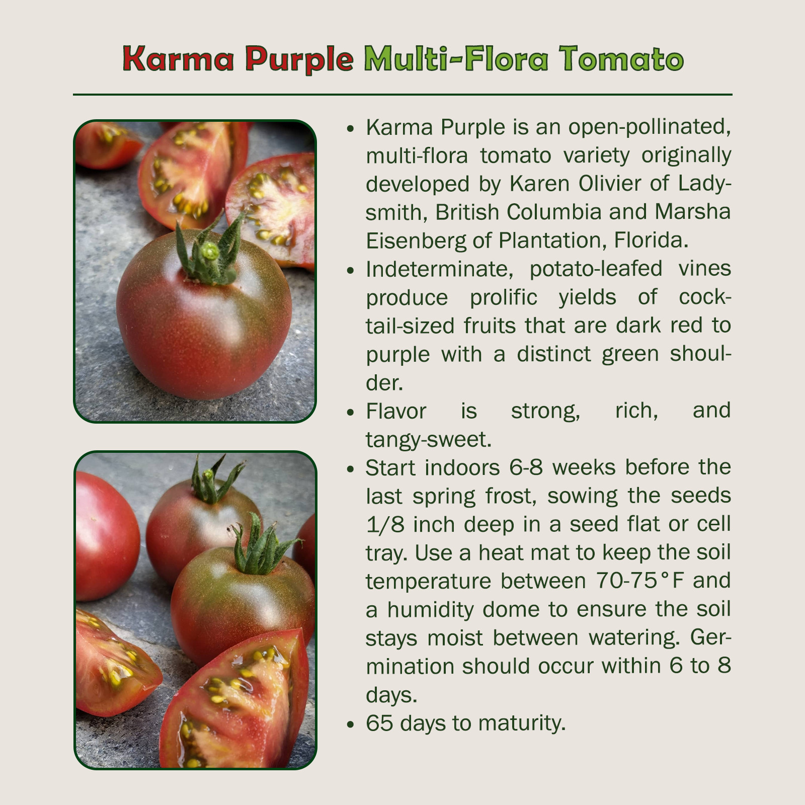 10 Karma Purple Multi-Flora Tomato Seeds, Organic, Genuine USA