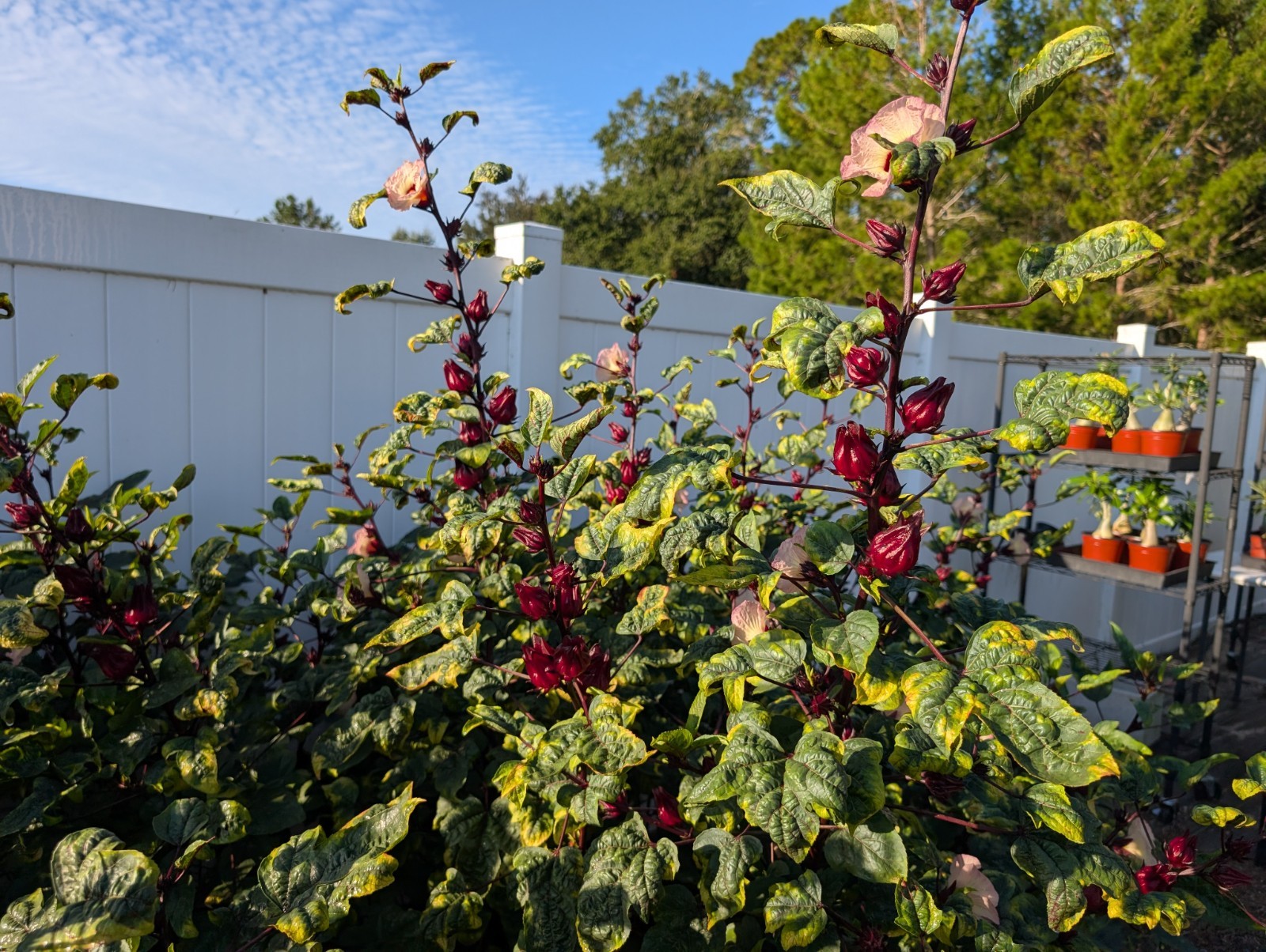 50 Roselle Seeds, also know as Jamaican Sorrel and Florida Cranberry grown in Fl