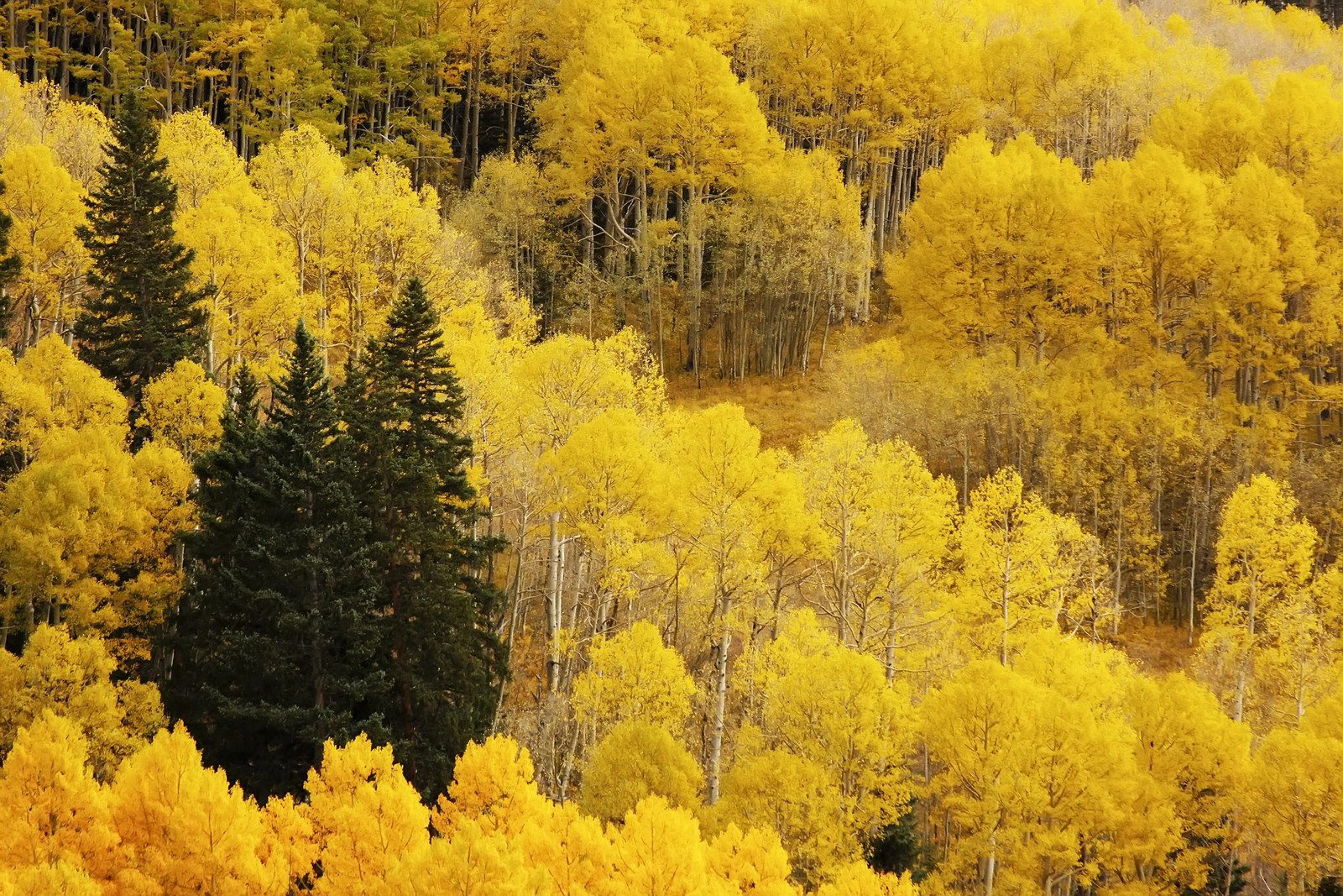 50 Golden QUAKING ASPEN TREE Populus Tremuloides White Bark Yellow Fall Seeds