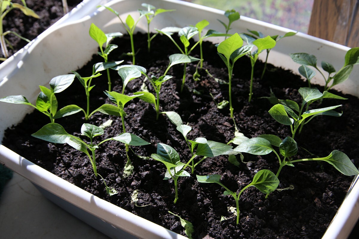 30 Giant Marconi Sweet Pepper Seeds