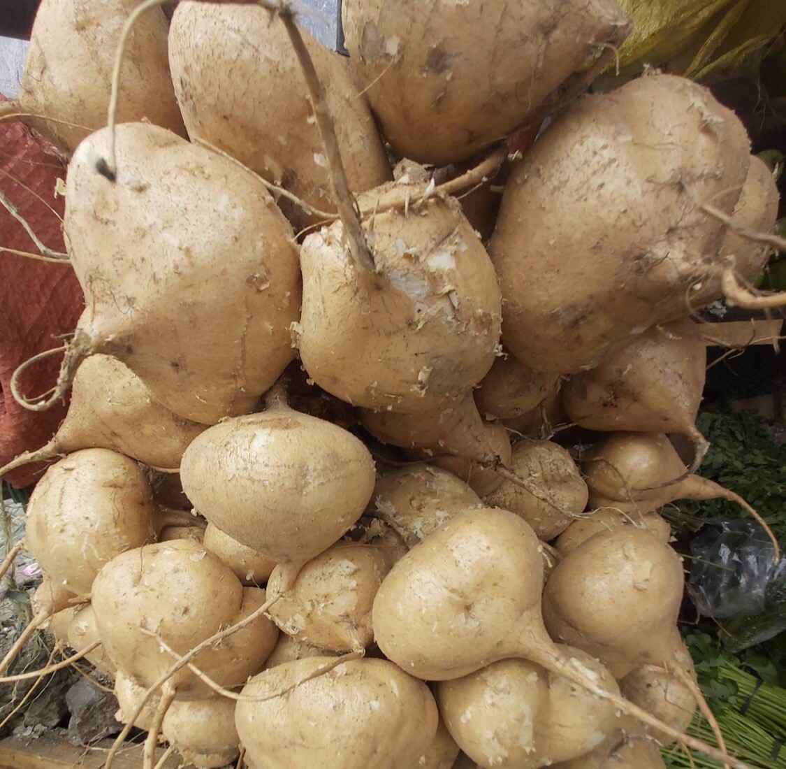 100 SEEDS-Singkamas /Mexican Yam Bean Root, Cu Dau, Man Kaew for planting.