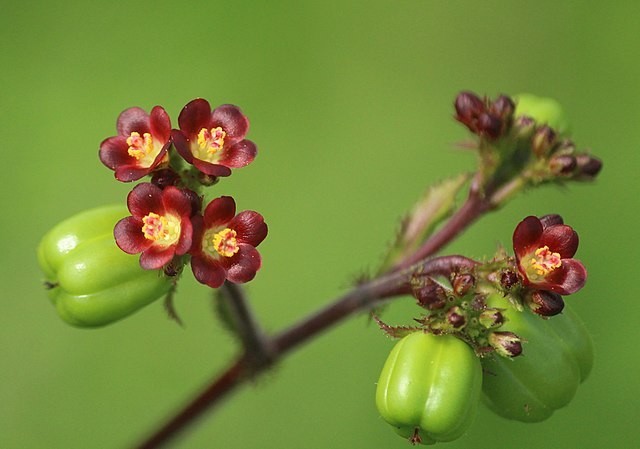 30x Jatropha gossypiifolia seed, Tua Tua, Bellyache Bush, tropical tree seeds.