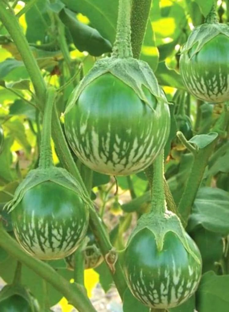 30PCS Green round Thai Eggplant Seeds Thai Salad Vegetable Seeds Heirloom Home G
