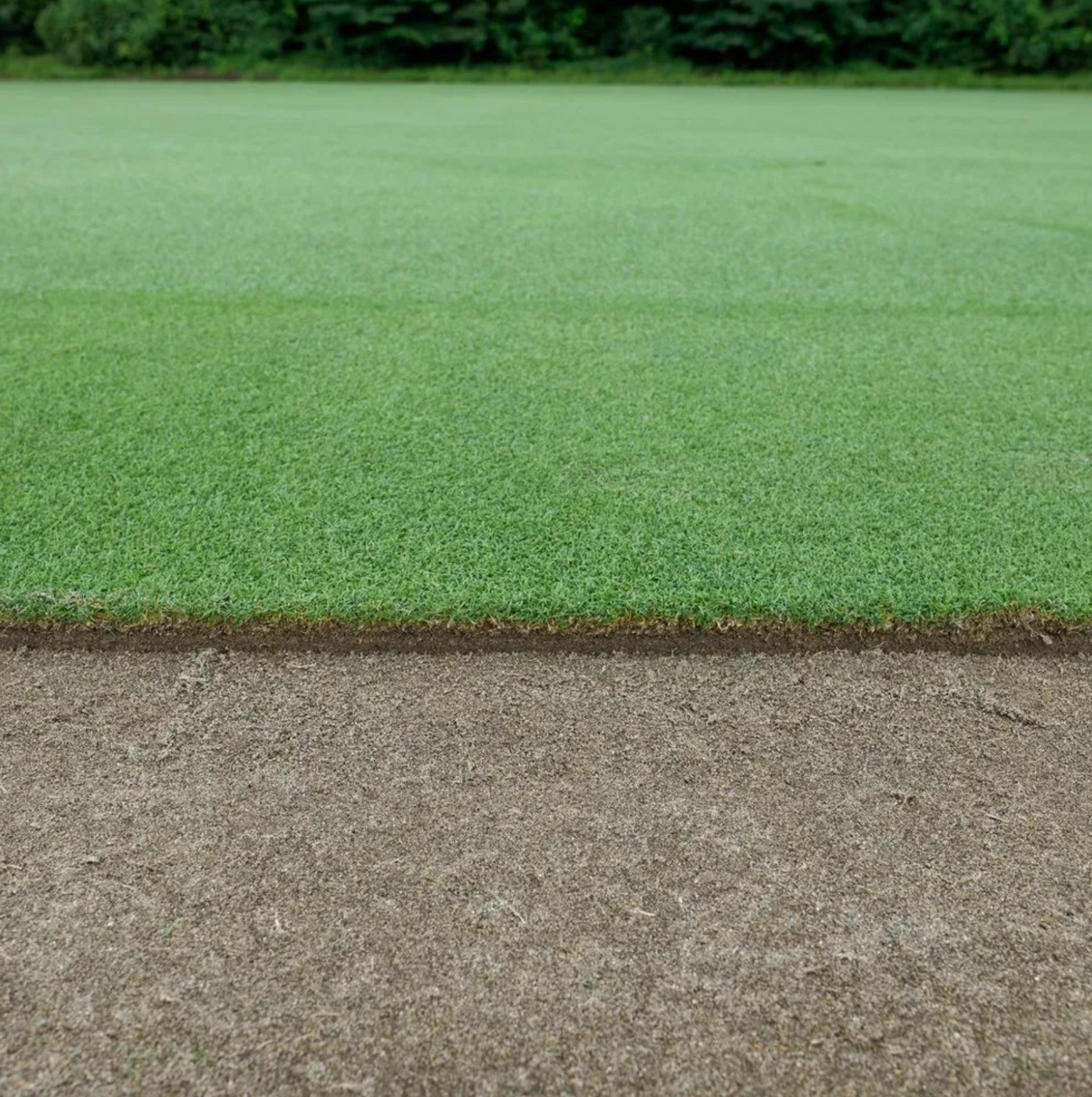 Creeping Bentgrass Seed 40,000 seeds
