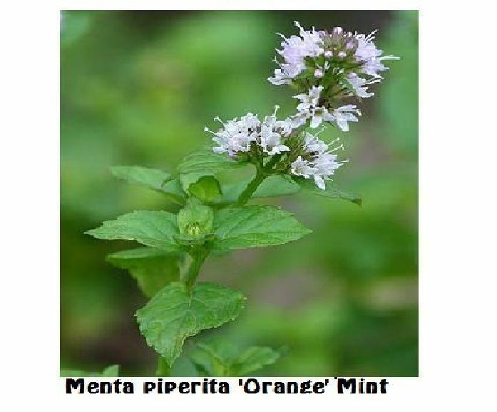 ORANGE MINT HERB 25 SEEDS USA Homegrown Seller
