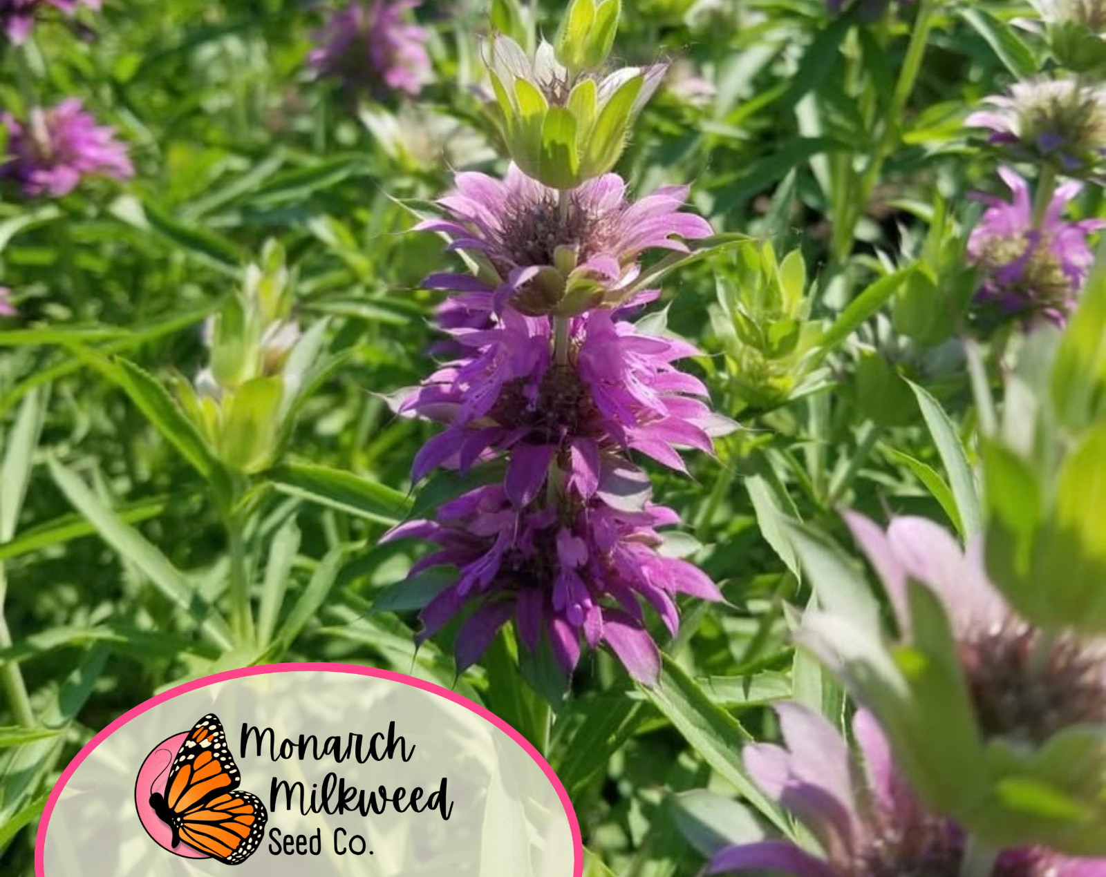 3500+ Lemon Bee Balm Seeds | Native Wildflower, Lemon Mint, Monarda citriodora