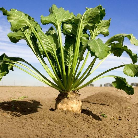 250 Sugar Beet Seeds beta vulgaris