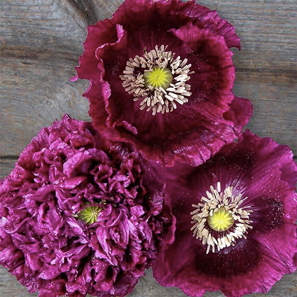 Tall Dark Purple Black Beauty Poppy Seeds – 300 Fresh Wildflower Seeds for Plant