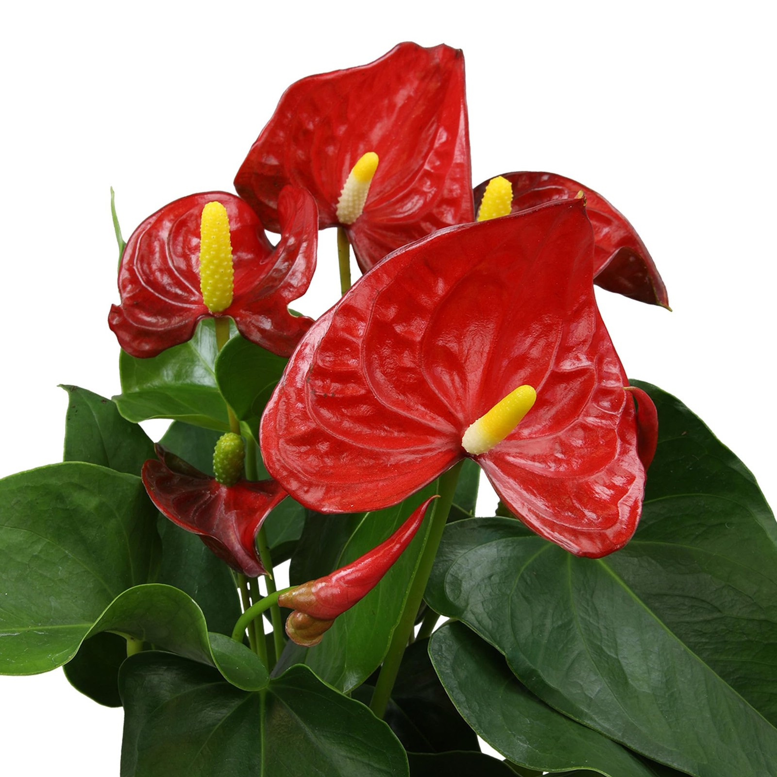 Anthurium Live Plant 1012″ in Modern Planter Indoor Houseplant Gifts