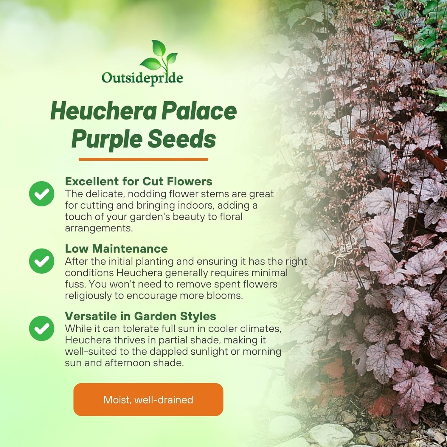 2000 Seeds Heuchera Seed – Coral Bells Palace Purple Flower Seeds