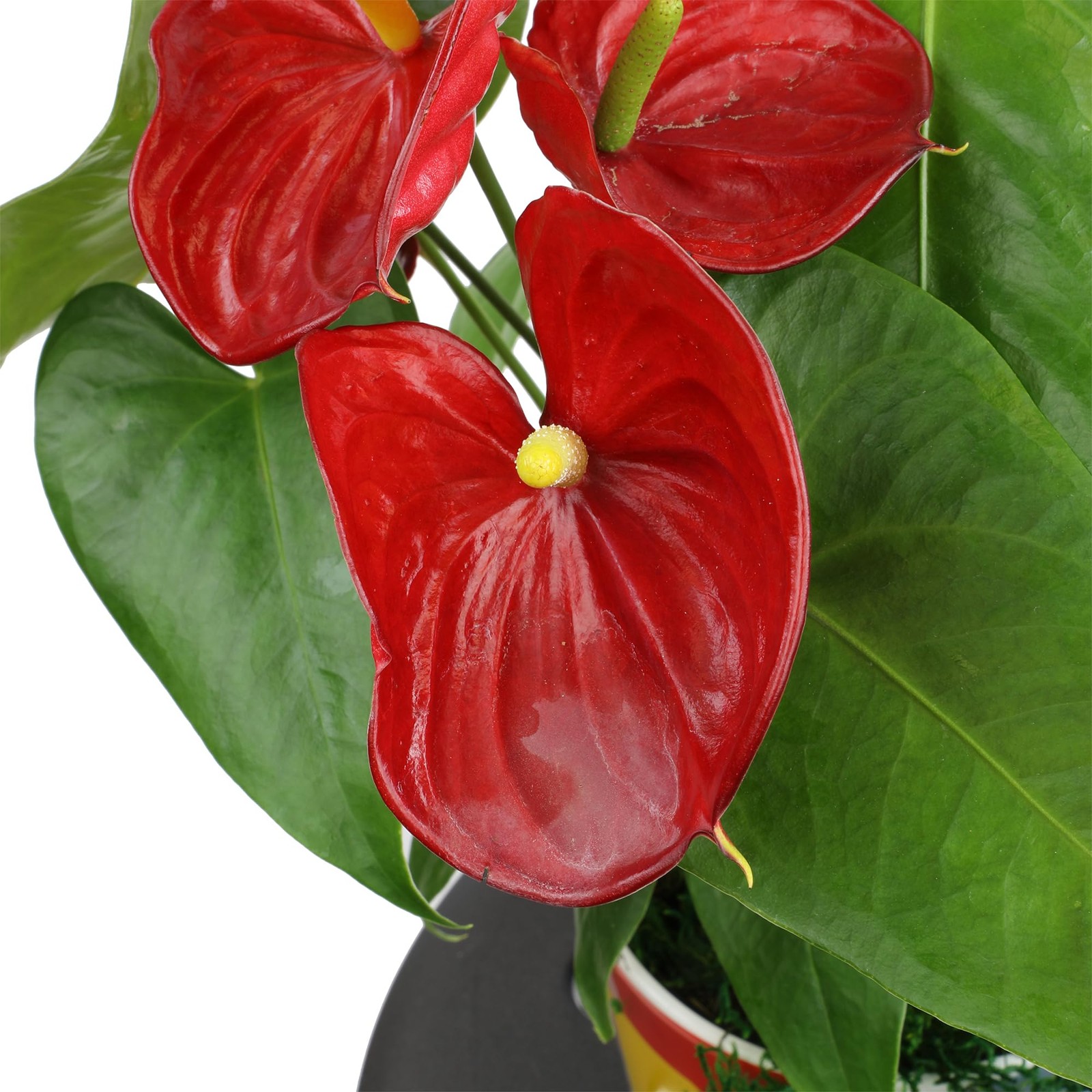 Anthurium Live Plant 1012″ in Modern Planter Indoor Houseplant Gifts