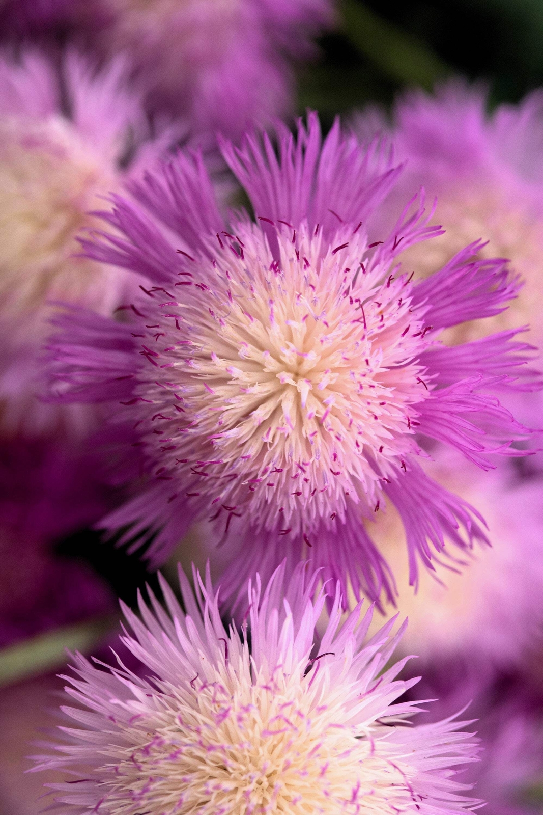 500 MIXED SWEET SULTAN Imperialis Mix Amberboa Moschata Centaurea Flower Seeds