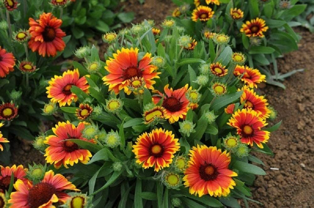 Arizona Sun Flower Seeds “COOL BEANS N SPROUTS” Brand. Home Gardening.