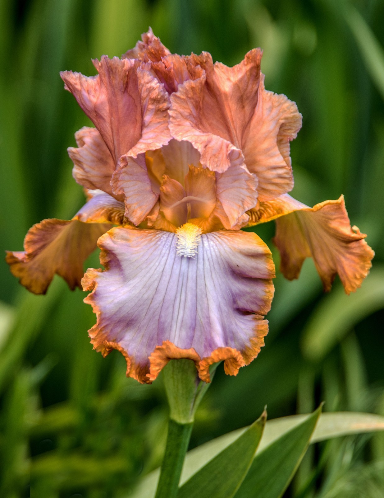 ** GRAND CANYON SUNSET ** Tall Bearded Iris. Combined Shipping: Jul – Sep