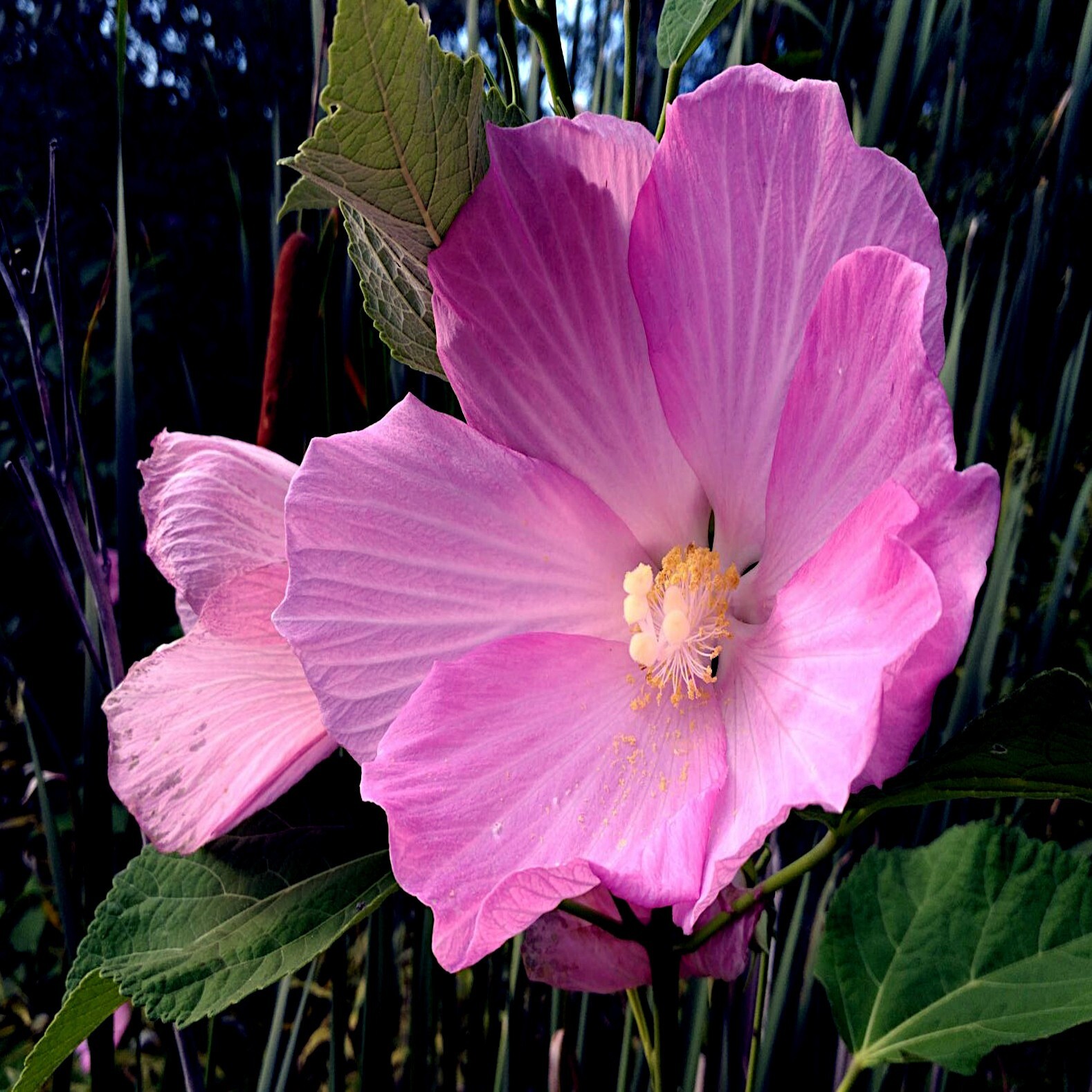 20 Pink Swamp Mallow Rose Seeds “LARGE FLOWER” Hardy Hibiscus Fast Garden Plant