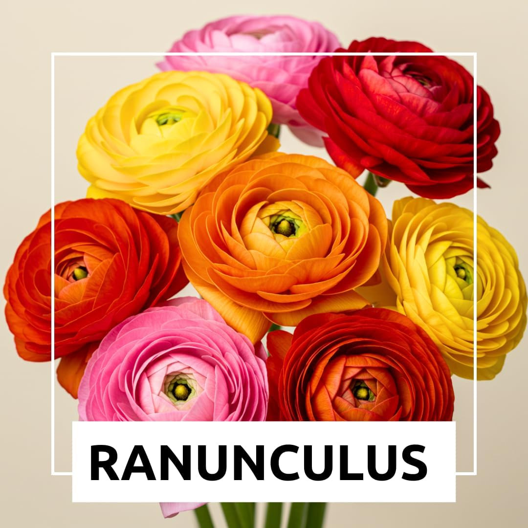Ranunculus Mix Color Bulbs for Planting – 20 Healthy Bulbs, Vibrant Multi-Color