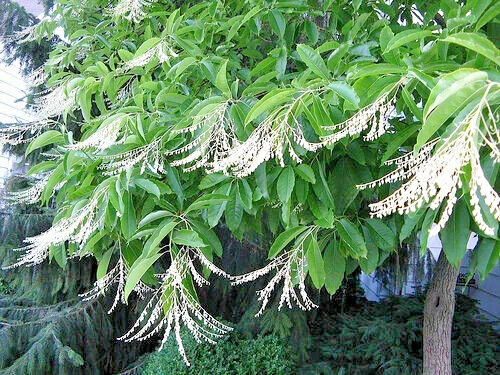 100 Lily of the Valley Sourwood Seeds (Oxydendrum arboreum) | Honey Bee Tree
